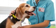 Campaña veterinaria para este 12 de diciembre: conoce dónde y qué servicios están disponibles