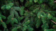 Safety tips for setting up your Christmas tree at home