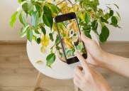 ¿Tu planta tiene hojas amarillas? Esto es lo que realmente significa