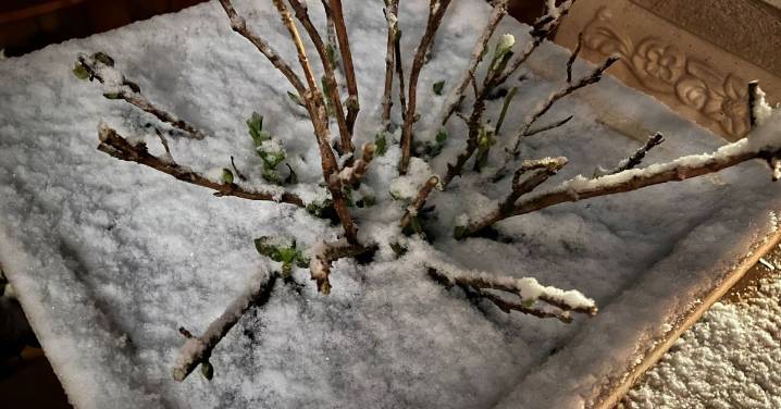 La nieve aparece por sorpresa en Salamanca capital