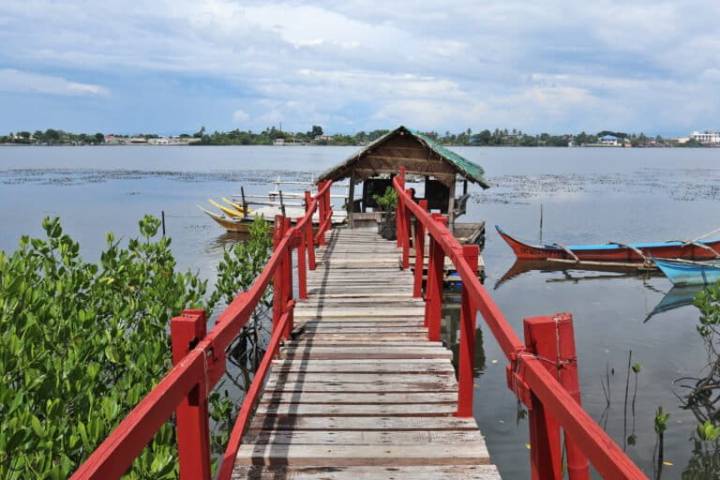 Philippine mangroves survived a typhoon, but now confront a human