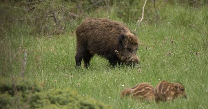 ¿Sabe usted que las colisiones entre los vehículos y la fauna no paran de producirse?