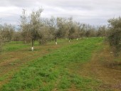 Investigadores recuerdan que “sin suelos sanos no podemos garantizar la alimentación”