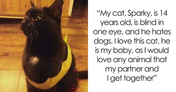 Woman Upset GF Won’t Let Her Get A Dog Because Of Her Old Cat