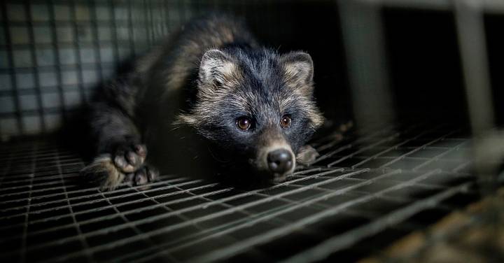 The end of fur just got a lot closer