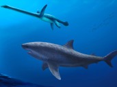 Monstrous shark ruled ancient Australian seas before megalodon, researchers say