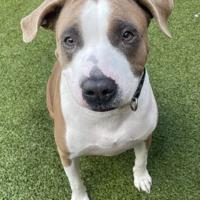 Pet of the Week: Sadie