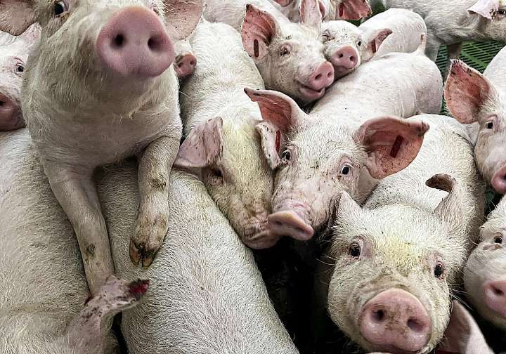 El Govern tendrá la semana que viene el primer informe del grupo de expertos sobre el brote de la pesta porcina africana