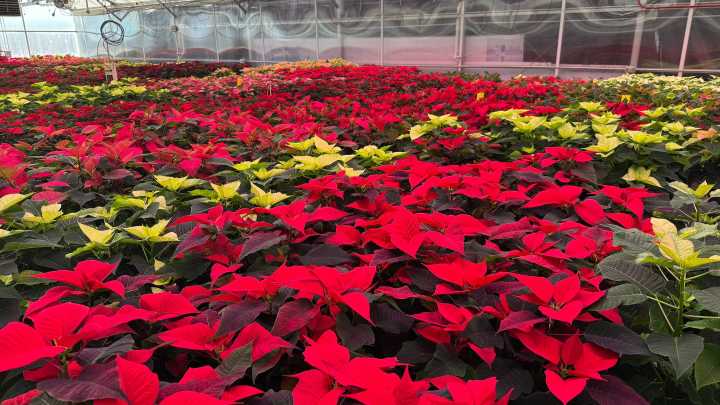 CSU's annual poinsettia sale is almost here. What to know