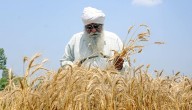 Rabi Crop Sowing Crosses 479 Lakh Hectares, Pulses And Wheat Witness Jump