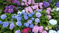 20 Gorgeous Hydrangea Varieties Recommended By Our Professional Gardener