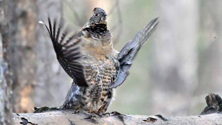 When A Ruffed Grouse Starts Air Drumming, He's Looking To Get It On