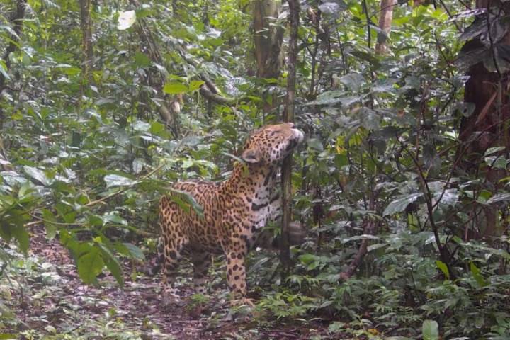 In Ecuador’s Yasuní, cameras reveal the wild neighbors visitors rarely see