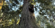 The long tale of Methuselah: San Mateo County’s oldest tree stands tall for a reason