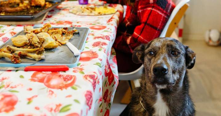 Vets warn Christmas dinner ingredient can be very 'poisonous' for dogs