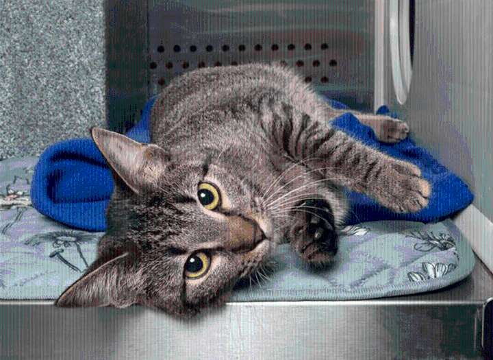 Pets of the Week for Dec. 2, 2025