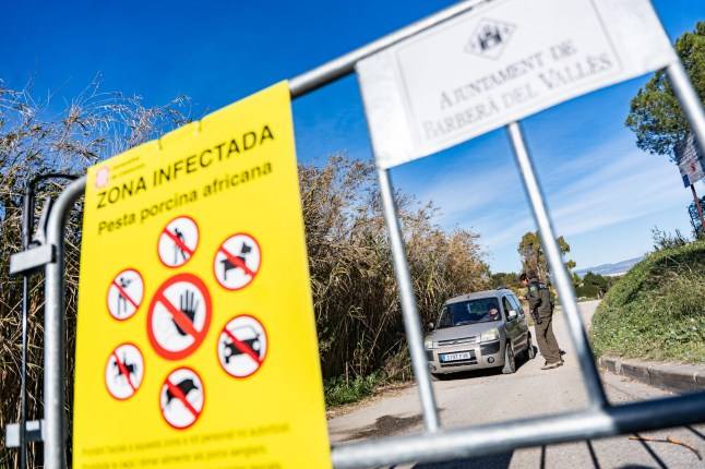 African swine fever outbreak suspected to have originated from lab leak