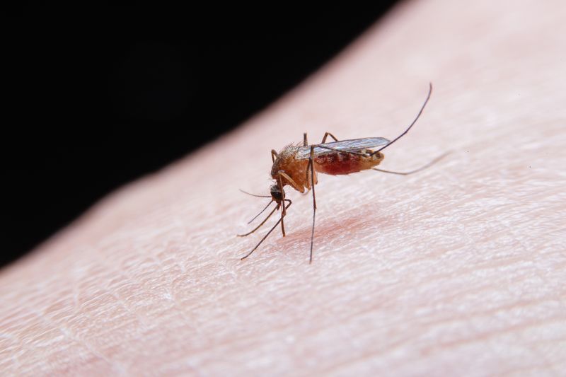 Mosquito-borne diseases perceived as rapidly escalating threats to humanity: Study