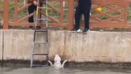 Rescate conmovedor: perro al borde de la muerte es salvado de las aguas heladas
