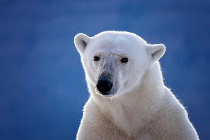 Polar bears are 'rewriting their DNA' to survive warming Arctic, study suggests