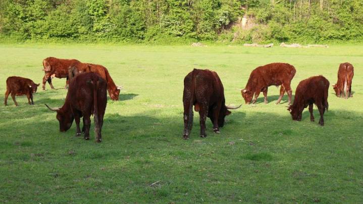 Desde el 1 de enero de 2026 la identificación electrónica del ganado será obligatoria en todo el país