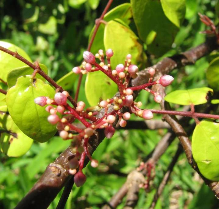 Plant of the Month for December 2025: Starfruit