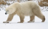 Climate adaptation: Polar bears adapt genetically to warming Arctic