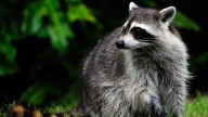 Watertown, Mass. raccoon warning