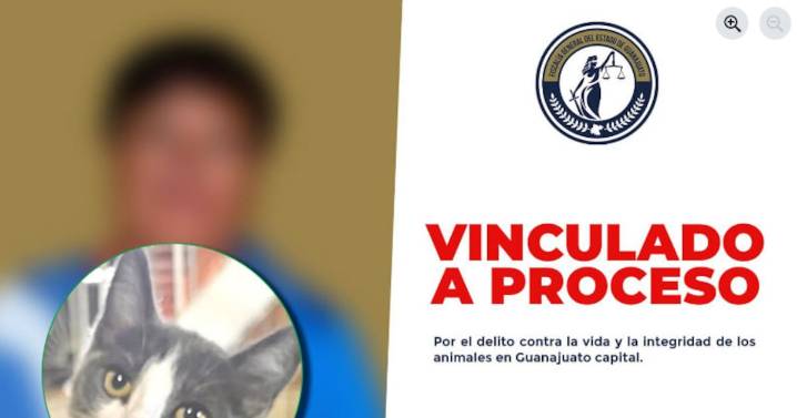 Vinculan a proceso a exfuncionario de Guanajuato por matar a un gato; reclasifican delito como muerte intencional animal