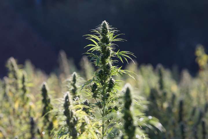 Hemp industry rescue bill: Oregon senators fight for 21+ THC regulations