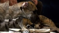 Great Dane In Virginia Gives Birth To Unbelievable 21 Puppies In 27 Hours