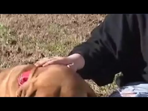 Dog holds Guinness World record for longest tongue