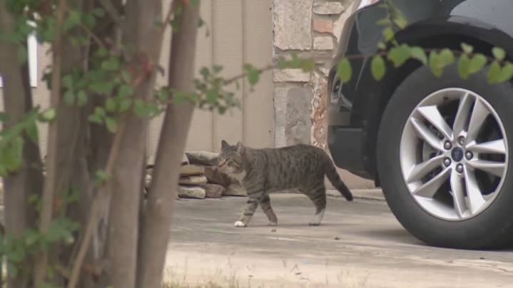 San Antonio neighborhood shaken after pet cat shot with blow dart, suspect at large