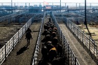 Vacunos Comenzó la semana con alzas en el Mercado Agroganadero de Cañuelas