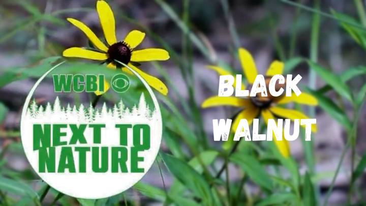 Next to Nature (Black Walnuts)