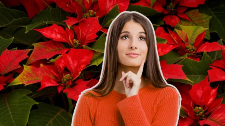 ¿Dónde comprar Nochebuenas en Monterrey este 2025? Lugares, precios y tips