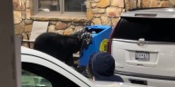 Bear caught on camera going through trash after Gatlinburg Christmas parade