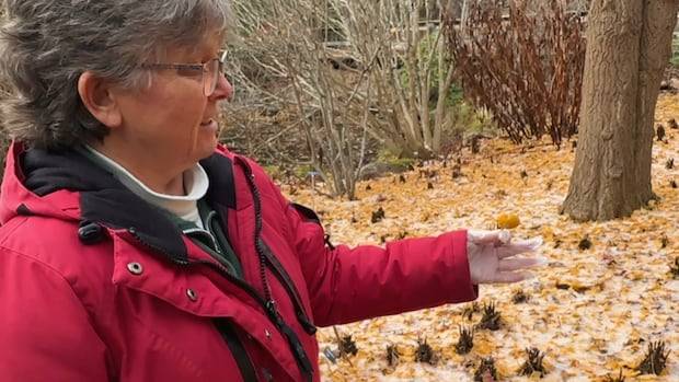 'Like dog poo': Historic N.S. garden gets a smelly surprise from tree