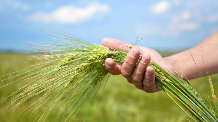 Agri-tech revolution: AI solutions empower farmers and strengthen India’s food security