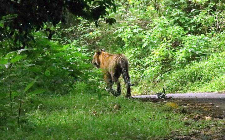 Karnataka turns to AI cameras and thermal drones to curb rising human