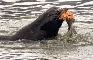 Lawmakers look to stop sea lions from eating salmon in Columbia River