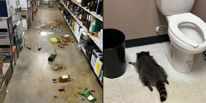 Mapache se emborracha en licorería de Virginia y es hallado desmayado en el baño