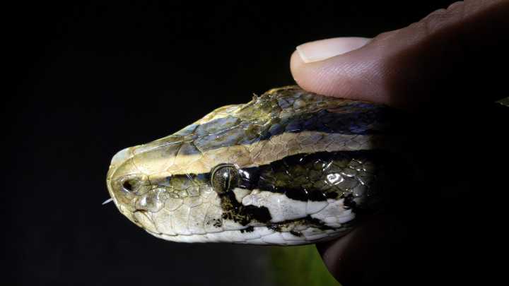 Florida to see colder temps soon. Will Burmese pythons be affected?