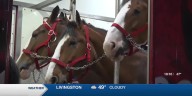 Budweiser Clydesdales making appearance at Nacogdoches holiday parade