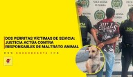 Dos perritas víctimas de sevicia: justicia actúa contra responsables de maltrato animal