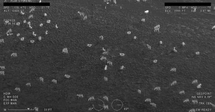 CSKT taking wildlife monitoring to new heights with aerial surveys