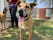 Rescataron en el metro 70 perros y animales de 11 especies durante este año