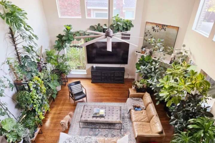 Protege tus plantas tropicales durante el invierno y evita que mueran