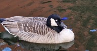 'Distressing sight' as goose shot in head with crossbow