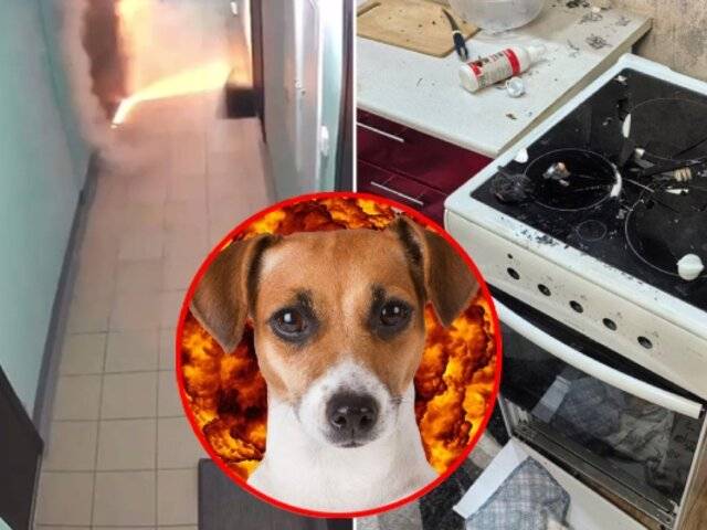 Perrito provoca explosión en un departamento tras encender accidentalmente una estufa en Rusia